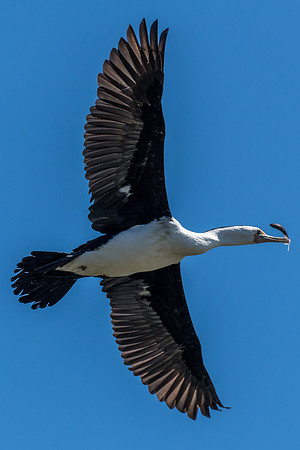 Pied Cormorant
