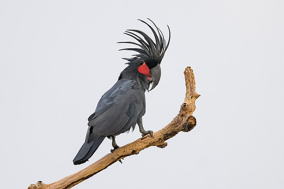 Palm Cockatoo