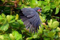 Palm Cockatoo