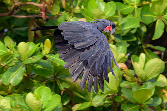 Palm Cockatoo