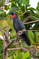 Palm Cockatoo