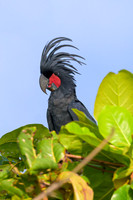 Palm Cockatoo