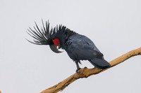 Palm Cockatoo