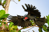 Palm Cockatoo