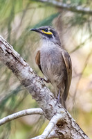 Yellow-faced Honeyeater