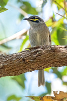 Yellow-faced Honeyeater