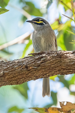Yellow-faced Honeyeater