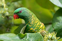 Scaly-breasted Lorikeet
