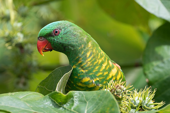 Scaly-breasted Lorikeet