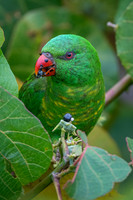 Scaly-breasted Lorikeet