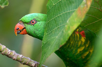 Scaly-breasted Lorikeet