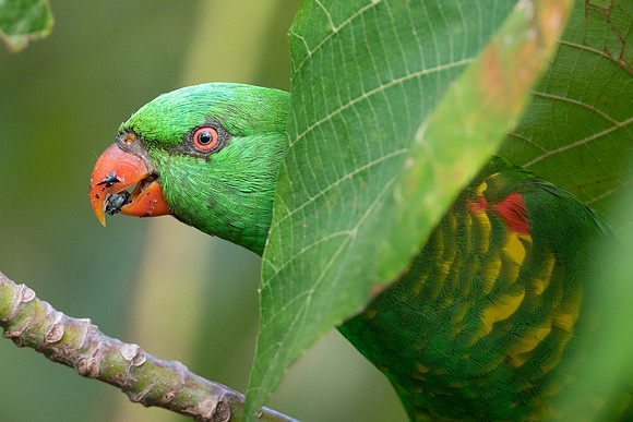Scaly-breasted Lorikeet