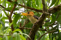Yellow-billed Kingfisher