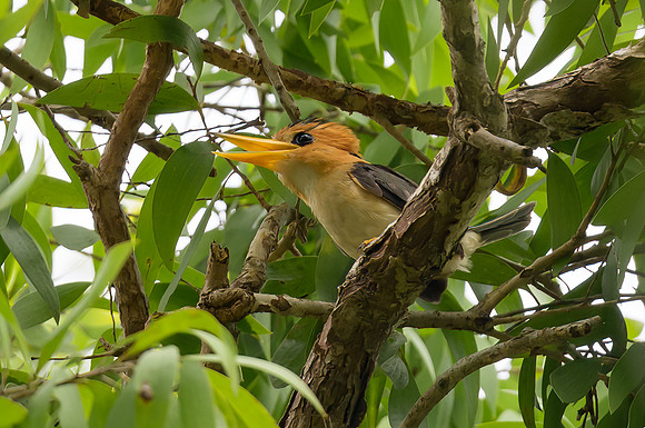 Yellow-billed Kingfisher