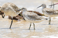 Great Knot