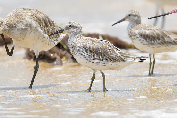 Great Knot