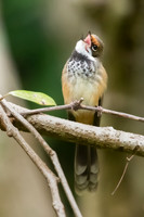 Rufous Fantail