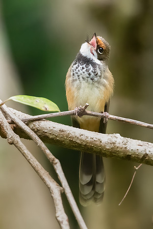 Rufous Fantail
