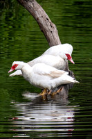 Muscovy Duck