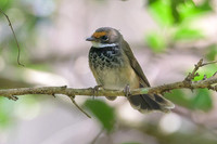 Rufous Fantail