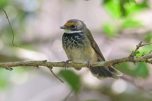 Rufous Fantail