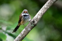 Rufous Fantail