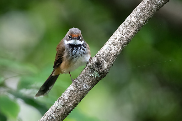 Rufous Fantail