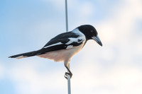 Pied Butcherbird