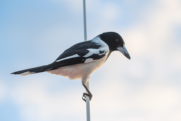 Pied Butcherbird