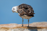 Kelp Gull