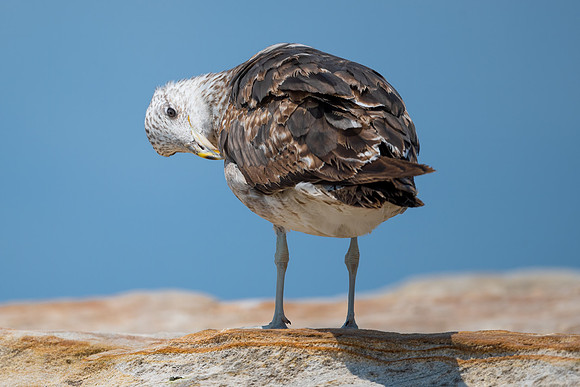 Kelp Gull