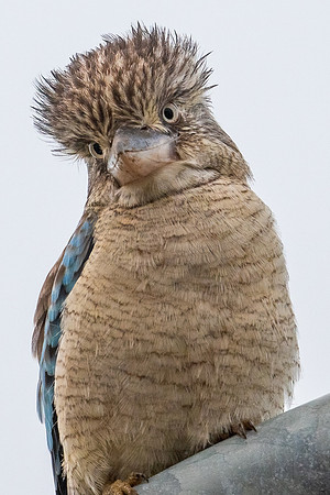 Blue-winged Kookaburra