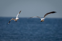 Kelp Gull