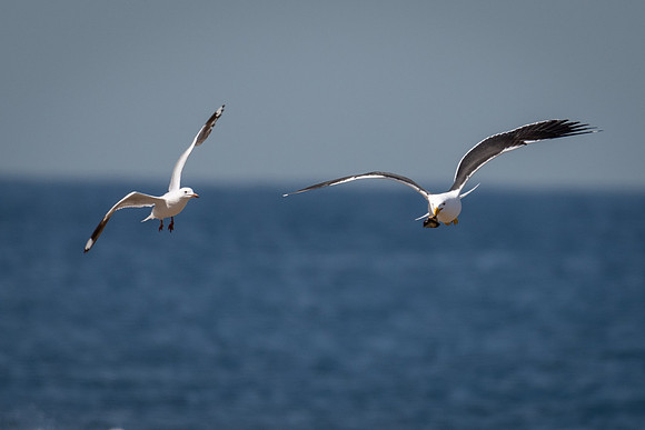 Kelp Gull