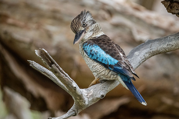 Blue-winged Kookaburra