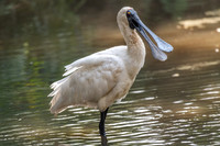 Royal Spoonbill