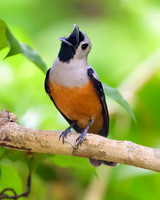 Black-winged Monarch