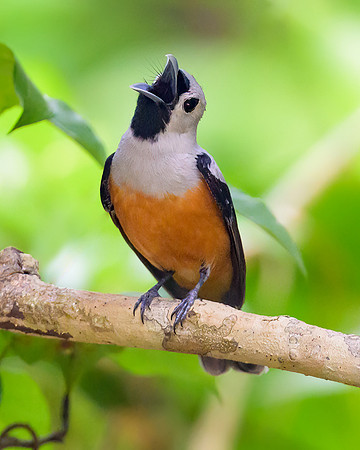 Black-winged Monarch