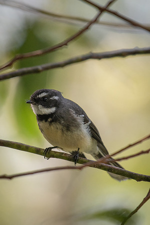 Grey Fantail