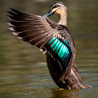 Pacific Black Duck
