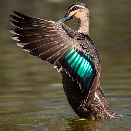 Pacific Black Duck