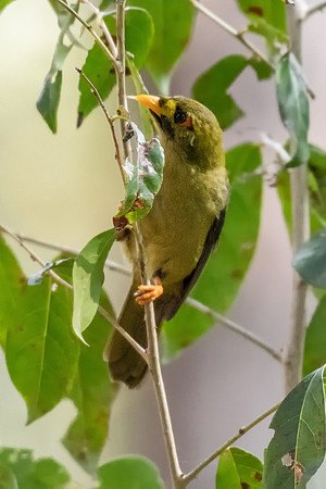 Bell Miner