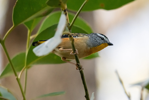 Spotted Pardalote