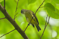 Green-backed Honeyeater