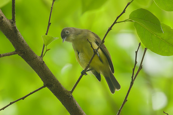 Green-backed Honeyeater