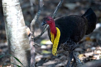 Australian Brushturkey