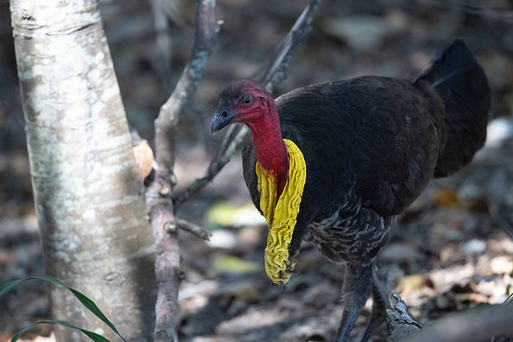 Australian Brushturkey