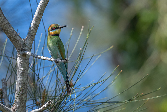 Rainbow Bee-eater