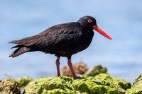 Sooty Oystercatcher
