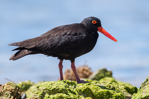 Sooty Oystercatcher
